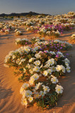 Mojave Desert - Sand Dunes - Dune Evening Primrose