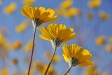 Mojave Desert - Desert Sunflowers