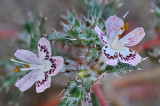 Mojave Desert - Desert Calico