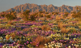 CA - Mojave Desert - Flower Field Late Light 2
