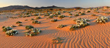 Mojave Desert Sand Dune Wildflowers 23x53