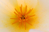 White Poppy Closeup