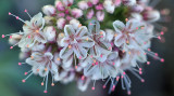 Milkweed Blossoms  Buds