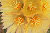Astrophytum Cactus Blossoms