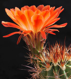 Backlit Claret Cup Blossom