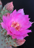 AZ - Beaver Tail Prickly Pear Blossom 3