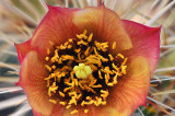 Buckhorn Chollo Cactus Blossom