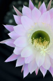 Easter Lilly Cactus Blossom