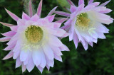 Easter Lilly Cactus Blossoms