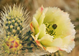 Jumping Chollo Cactus Blossom