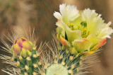 Jumping Chollo Cactus Blossom 2