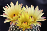 Notocactus Blossoms