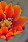 Elephant Ear Prickly Pear Cactus Blossom