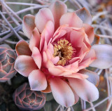 Giant Chin Cactus Blossom & Buds