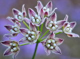 Creeping Vine Blossoms 2