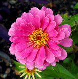 The Last of the Summer Garden Flowers