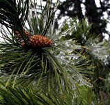 Frozen pine cone and needles