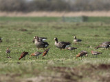 Mixed islandica and limosa