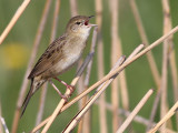 Sprinkhaanzanger / Grasshopper Warbler