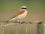 Grauwe klauwier / Red-backed Shrike