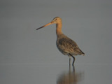 Grutto