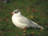 Zwartkopmeeuw / Mediterranean gull