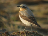 Tapuit / Wheatear