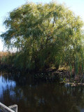 Willows in the Marsh-SM.JPG