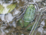 Green Frog-Grenouille verte