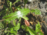 Sonchus asper - Spiny-Leaf Sow-Thistle/Laiteron epineux