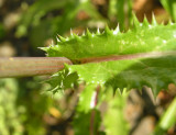 Sonchus asper - Spiny-Leaf Sow-Thistle/Laiteron epineux