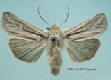 10447 Leucania commoides