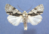 931438 (9221) Acronicta funeralis tres rare/very rare