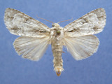 931454 (9237) Acronicta interrupta