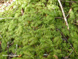 Moss - Hylocomium splendens Stair-step Moss