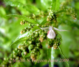 Misumena vatia - Female 1