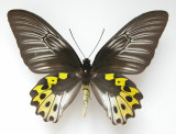 Asian butterfly