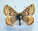 4470 - Clossiana polaris