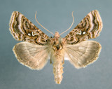 931194 (8912) Autographa mappa