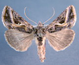 931208 (8916) Autographa flagellum Rare
