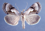 931186 (8904) Chrysanympha formosa Rare