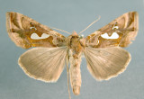 931209 (8907) Megalographa biloba Rare migratory