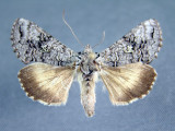 931214 (8928) Syngrapha selecta Rare