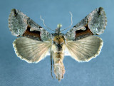931204 (8923) Autographa ampla