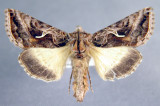 8910 Autographa  sansoni  BC