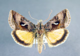 8949 - Syngrapha ignea