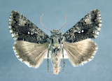 8936 - Syngrapha u-aureum