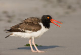 American Oystercatcher