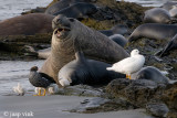 Kelp Goose - Kelpgans - Chloephaga hybrida