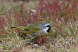 Canary-winged Finch - Magelhaengors - Melanodera melanodera
